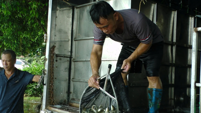 Trên 10 tỷ đồng thả cá bổ sung trên hồ Thác Bà