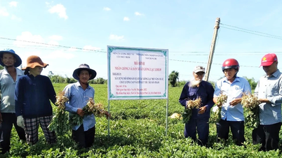 Khai thác tiềm năng, thế mạnh để phát triển nông nghiệp bền vững