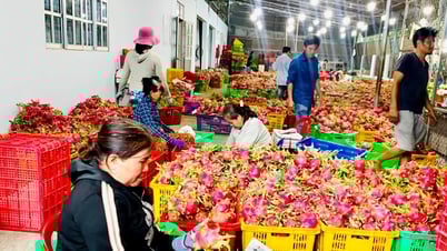 Production et transformation du fruit du dragon dans le sens d'une agriculture verte