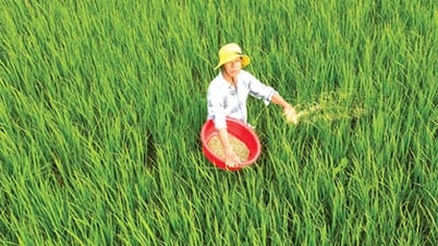 Giá vật tư nông nghiệp tiếp tục tăng nhẹ trong 10 ngày đầu tháng 7
