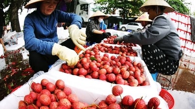 Vụ vải thiều Lục Ngạn 2025 bội thu, xuất khẩu vượt kỳ vọng