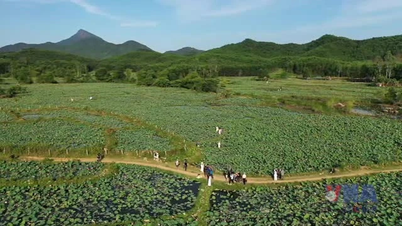Đà Nẵng: Khám phá vẻ đẹp tuyệt vời của đầm sen Trà Lý