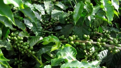 Giá tiêu hôm nay 12/7/2025: Lâm Đồng bình chân trước cơn bão giảm giá