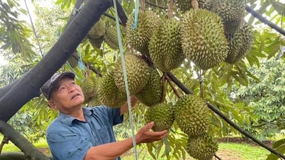 Tỉnh Lâm Đồng xây dựng mô hình sản xuất sầu riêng mang lại lợi nhuận hơn 1,3 tỷ đồng/ha