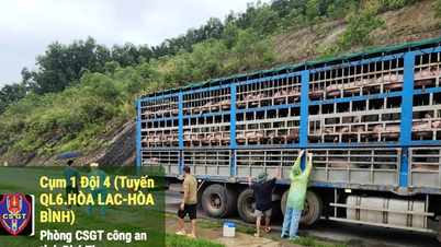 Phú Thọ: Bắt xe tải chở gần 200 con heo nhiễm dịch tả heo châu Phi