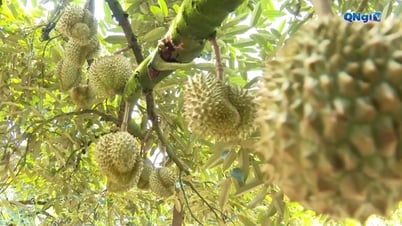 Nông dân thấp thỏm trước vụ thu hoạch sầu riêng
