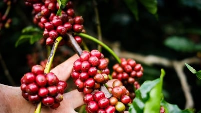 Uống cà phê buổi sáng khi vừa ngủ dậy không tốt cho sức khỏe