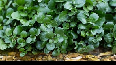 Lý do cải xoong được tôn làm loại rau số 1 thế giới