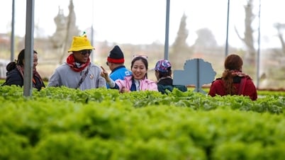 Kết nối cao nguyên, biển xanh và núi rừng để phát triển du lịch canh nông Lâm Đồng