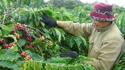 Giá cà phê hôm nay 12/7: Giảm mạnh rơi tự do khỏi mốc 90.000 đồng