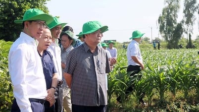 Phó Chủ tịch Quốc hội Lê Minh Hoan khảo sát các vùng sản xuất tại An Giang