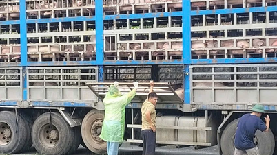 Phú Thọ bắt và tiêu hủy 14 tấn lợn bị dịch tả châu Phi đang trên đường về Hà Nội