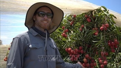 Kỳ tích nông nghiệp Isarel: Vải thiều Việt Nam mọc giữa sa mạc
