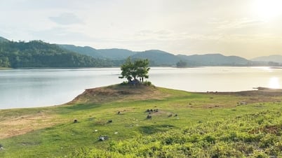 Mê mẩn hồ Phú Ninh mùa nước cạn, du khách đổ về check-in cây cô đơn