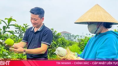 Trồng ổi lê Thái Lan theo tiêu chuẩn hữu cơ, thu nửa tỷ đồng mỗi năm
