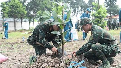 Lực lượng vũ trang Quân khu 9 trồng trên 746.000 cây phân tán