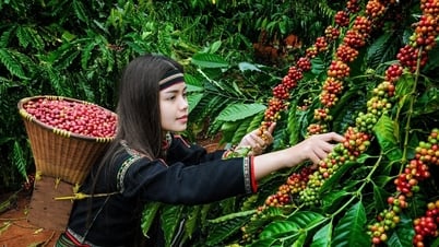 Giá cà phê hôm nay 13/7/2025: Vỡ trận, mức giá 90.000 đồng/kg sắp thành dĩ vãng