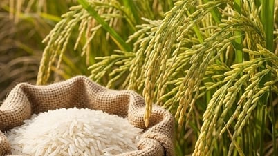 Giá lúa gạo hôm nay 13/7: Lúa tươi nhích nhẹ, thị trường giao dịch chậm