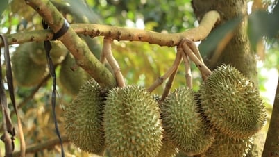 Giá sầu riêng hôm nay 13/7: Sầu Thái tiếp tục chuỗi giảm, giảm tới 20.000 đồng/kg