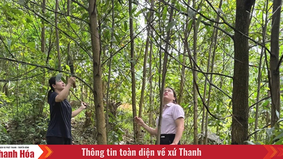 Hiệu quả từ chương trình cho vay trồng rừng