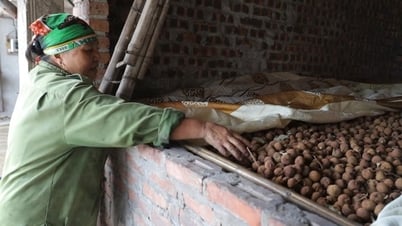 Về xã Thanh Hà xem sấy vải
