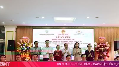 Liên kết sản xuất nông nghiệp hữu cơ theo chuỗi giá trị Quế Lâm
