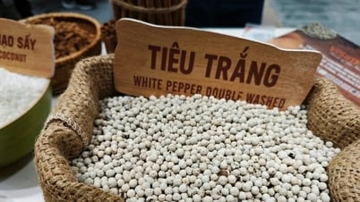 Giá tiêu hôm nay 13/7/2025: 3 tỉnh đang giữ mức đáy thấp nhất 139.000 đồng/kg