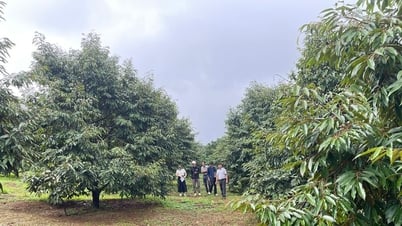 Hợp tác công tư canh tác sầu riêng kiểu mẫu