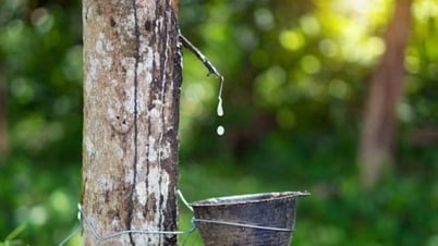 Giá cao su hôm nay 13/7: Giảm nhẹ do nhu cầu yếu
