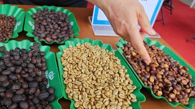 سعر القهوة اليوم 7-11: انخفاض حاد في سعر روبوستا بثلاثة أرقام