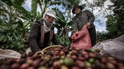 Giá cà phê hôm nay 13/7: Giảm mạnh chạm đáy 14 tháng