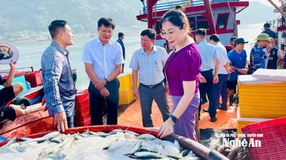 Ngư dân Cửa Lò trúng đậm cá bạc má, thu 150 triệu đồng