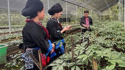Lai Châu: Phát triển nông nghiệp hàng hóa hoàn thành mục tiêu chương trình xây dựng nông thôn mới