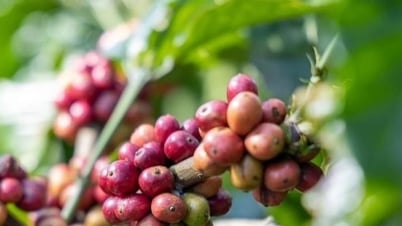 Dự báo giá cà phê ngày mai 15/7/2025: Nông dân 'bung lụa' nếu lạm phát Mỹ giảm nhiệt