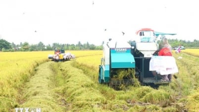 Thị trường nông sản: Giá lúa, gạo ở Đồng bằng sông Cửu Long đều giảm 