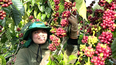 Định vị thương hiệu cà phê Gia Lai bằng chế biến sâu