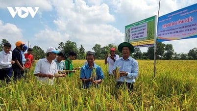 Đề án 1 triệu ha chuyên canh lúa ĐBSCL tăng lợi nhuận từ 4-7,6 triệu đồng/ha
