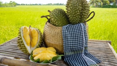 Giá sầu riêng rẻ kỷ lục, người dân Hà Nội thoải mái thưởng thức 'vua trái cây'