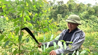 Đổi thay Long Tràng