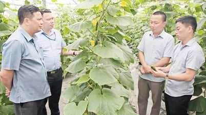 Bắc Ninh: Trang trại nông nghiệp công nghệ cao khôi phục sản xuất
