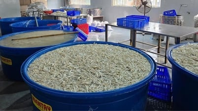 Tạm giữ hơn 13 tấn chân gà ngâm hóa chất chuẩn bị đưa ra thị trường