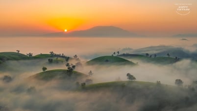 Cảnh huyền ảo trên đồi chè 'bát úp' ở Phú Thọ