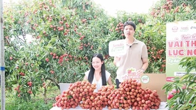 Nhìn lại vụ vải thiều năm 2025: Cần tập trung cho phát triển dài hạn