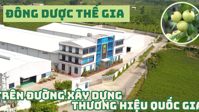 Đông dược Thế Gia trên hành trình xây dựng thương hiệu quốc gia