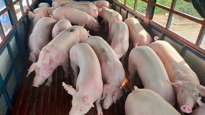 Giá heo hơi ngày 14/7/2025: Miền Bắc có dấu hiệu điều chỉnh giảm