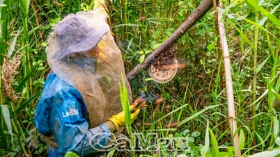 Mùa dọn kèo ong giữa rừng U Minh