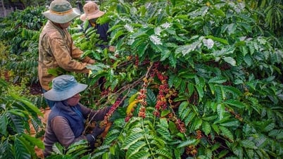 Giá cà phê hôm nay 14/7: Giảm chạm đáy 16 tháng, thuế quan 50% của Mỹ gây sốc cho giá cà phê Brazil