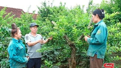 Los agricultores de Chieng An compiten para desarrollar la economía