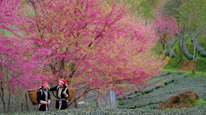 Top 6 most famous cherry blossom viewing spots in the North in spring