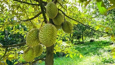Giá sầu riêng hôm nay 14/7: Cả nước đi ngang, "thủ phủ sầu riêng" hướng tới thu hoạch 50.000 tấn